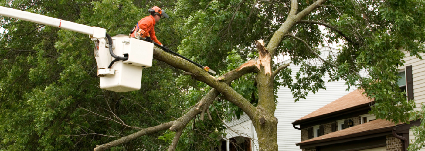 Signs a Tree on Your Property Needs to Be Removed