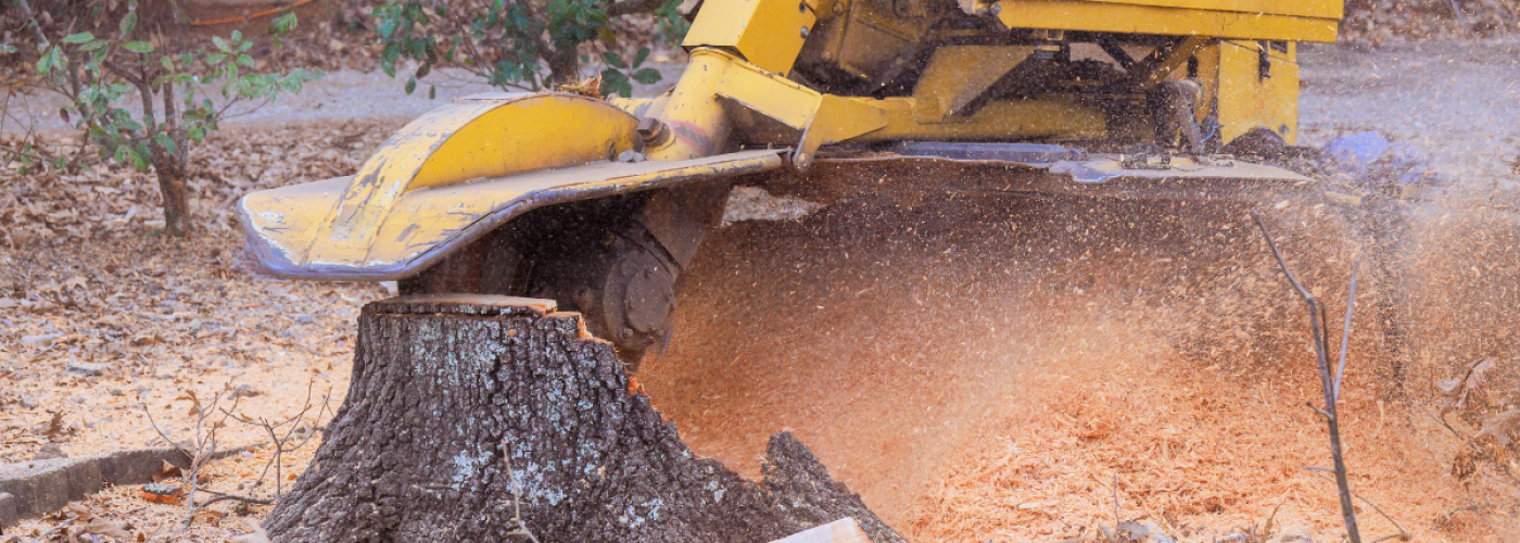 Stump Grinding vs. Full Stump Removal